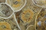 Polished Fossil Coral (Actinocyathus) - Morocco #100631-1